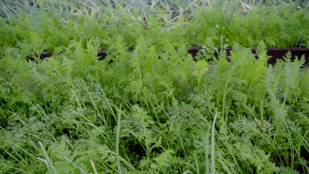 在花园里给蔬菜浇水。本土生产视频素材