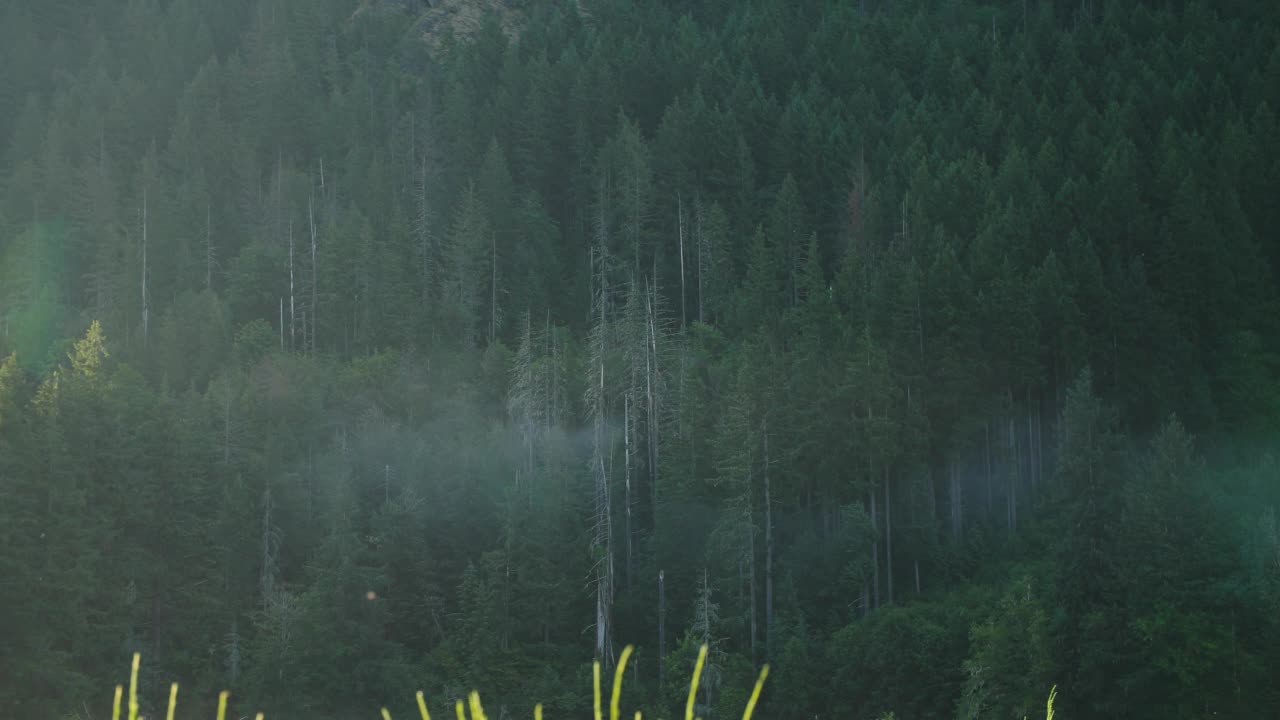 清晨雾在森林中飘动视频素材