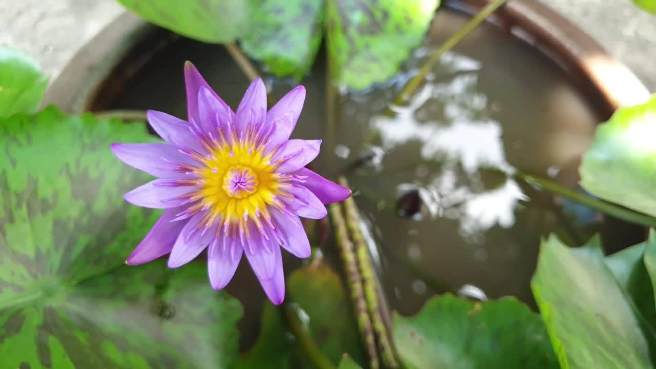 荷花睡莲在池塘里盛开。视频素材