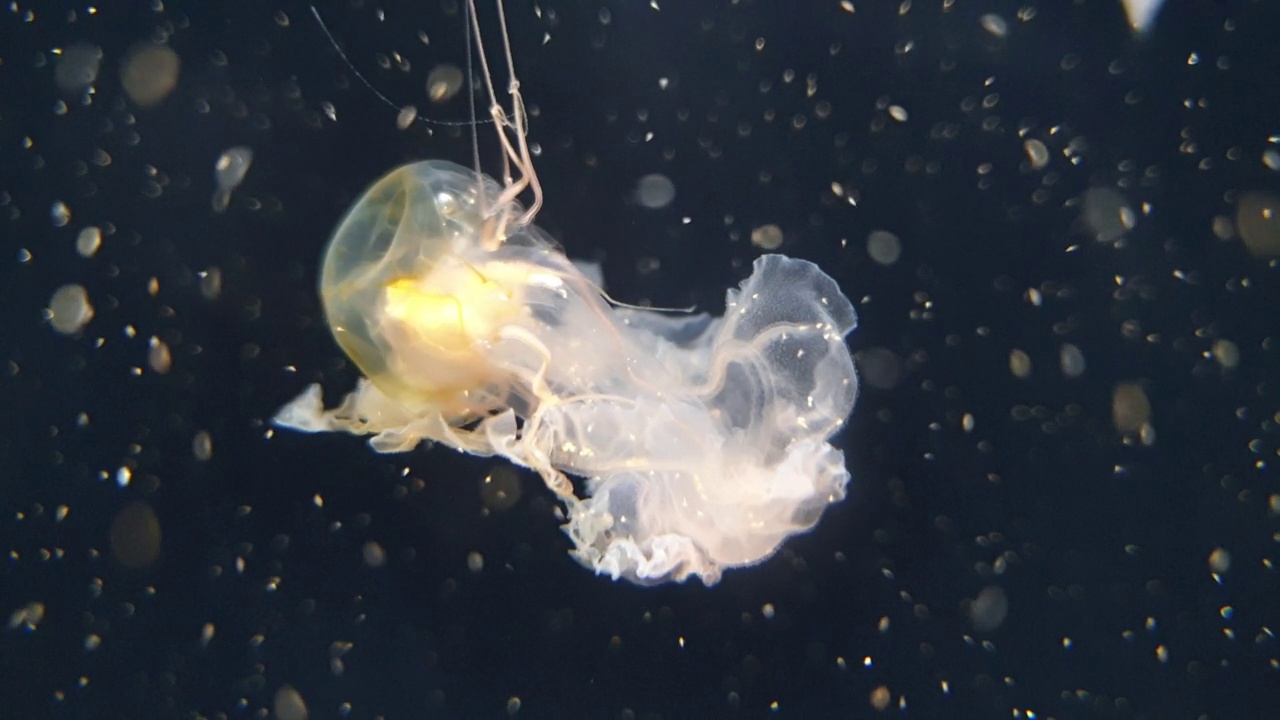 日本海荨麻，棕色水母。视频素材