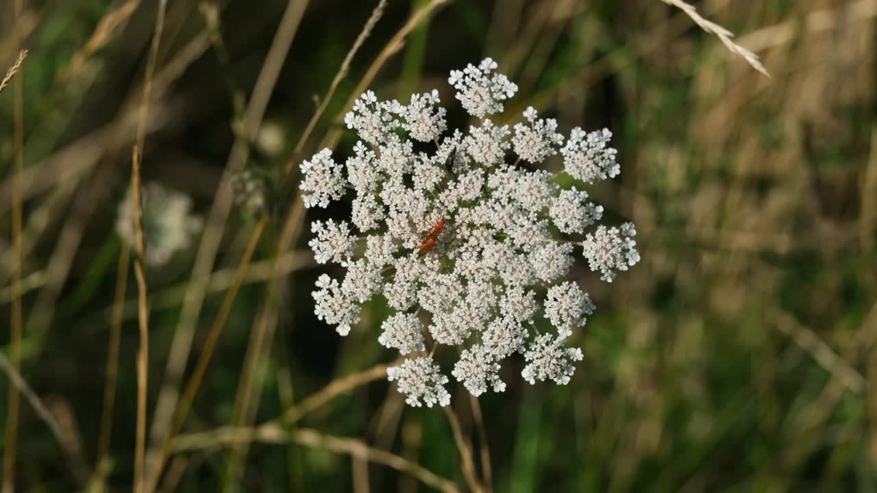 白花上有三只甲虫视频下载