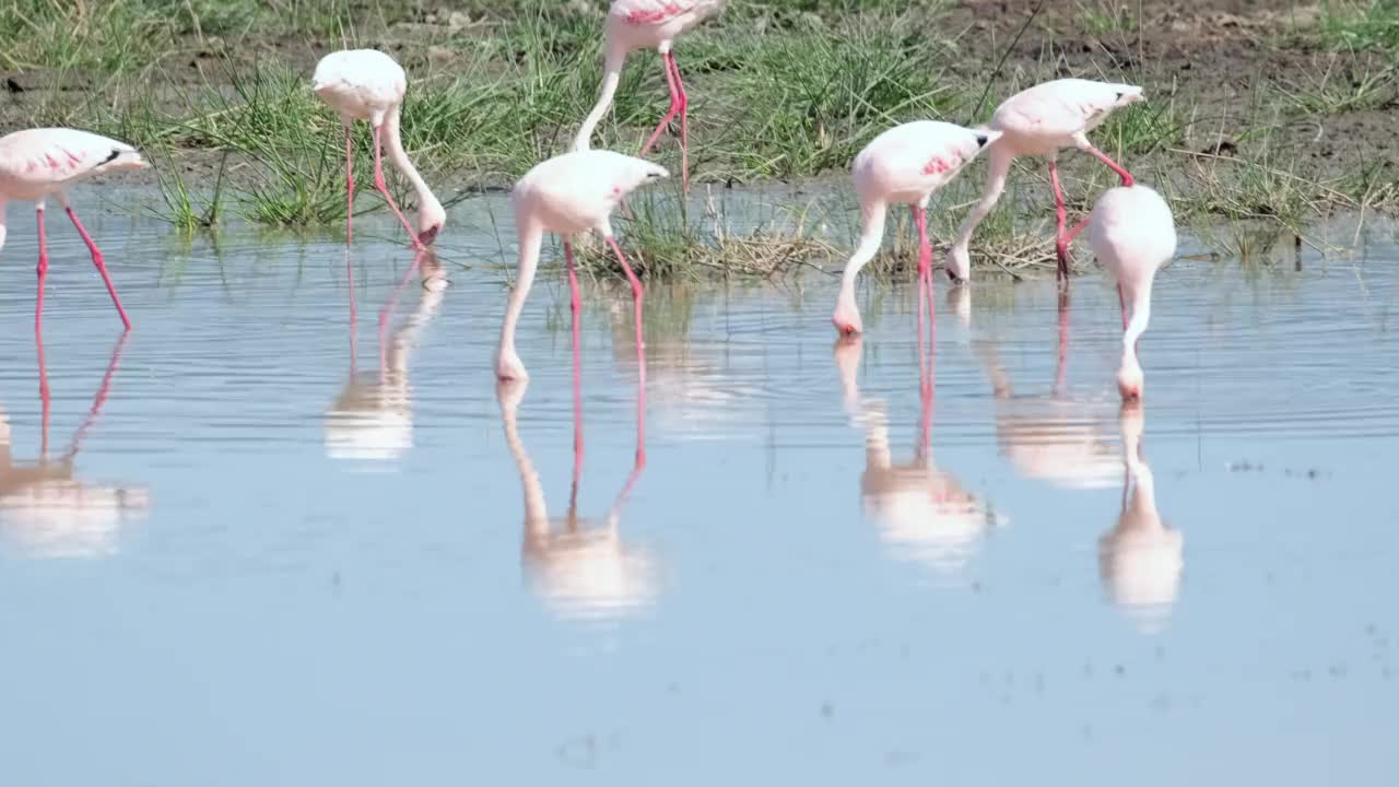 粉红色的非洲火烈鸟在它们的自然栖息地徘徊在池塘里寻找食物视频素材