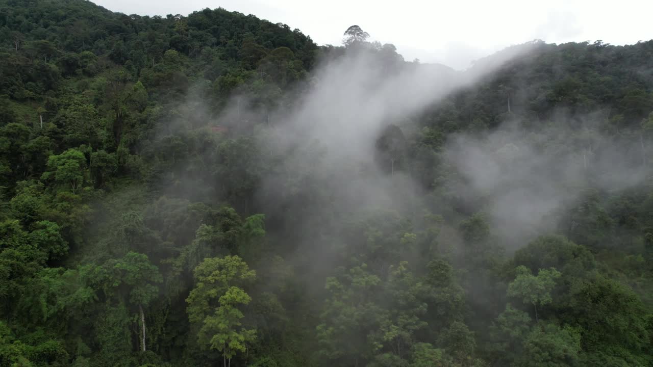 在雾天用无人机拍摄的绿色雨林和山丘的空中景观视频素材