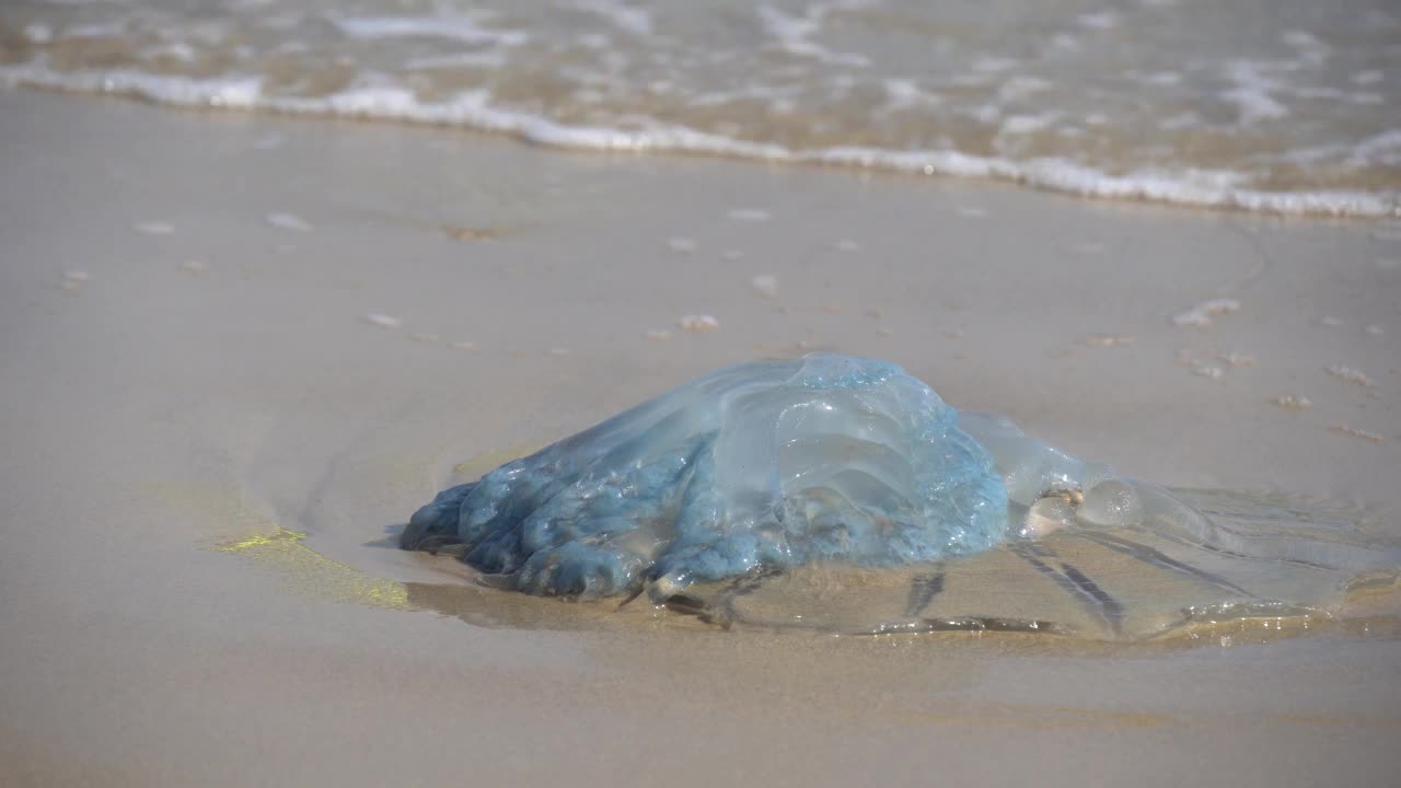 被冲到海滩上的死水母。地中海沿岸的Rhopilema nomadica水母。螃蟹在附近的沙滩上奔跑。视频下载