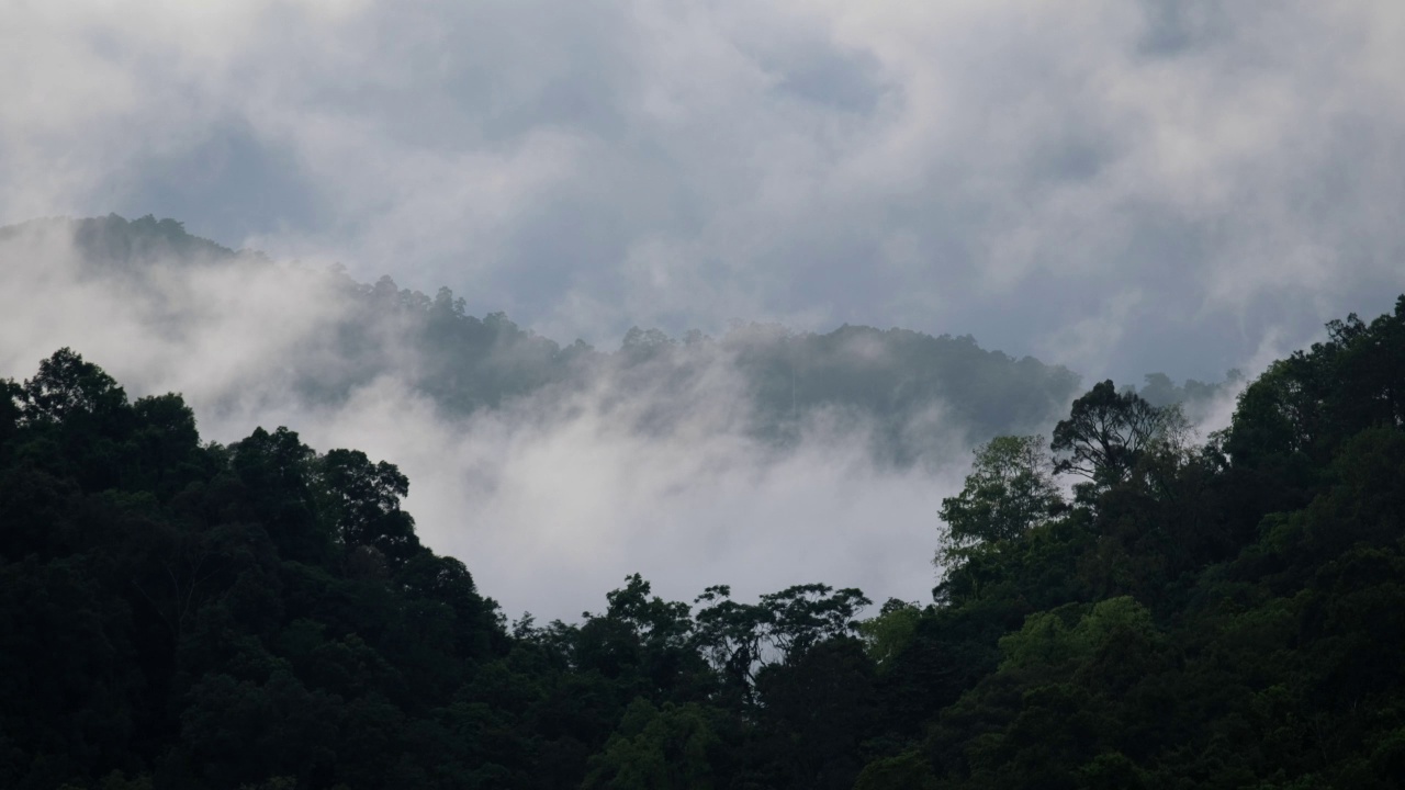 雾天的热带雨林和山丘景观视频素材