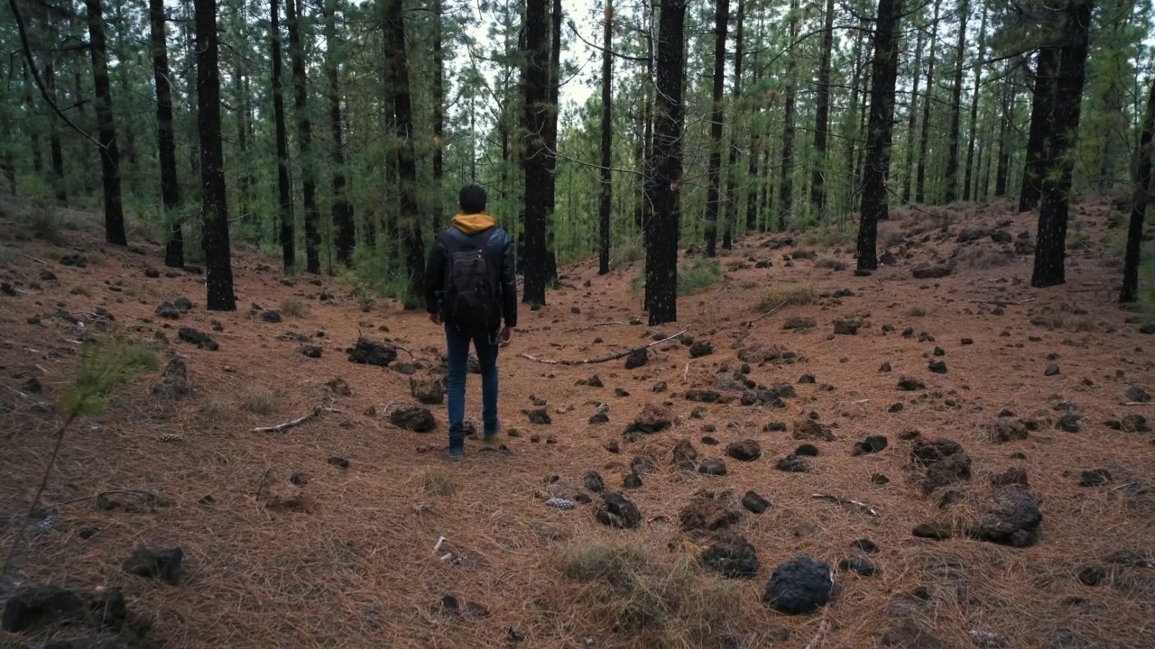 一名旅行者走在特内里费岛泰德火山国家公园Chinyero火山顶部的松林中。到处都去视频素材