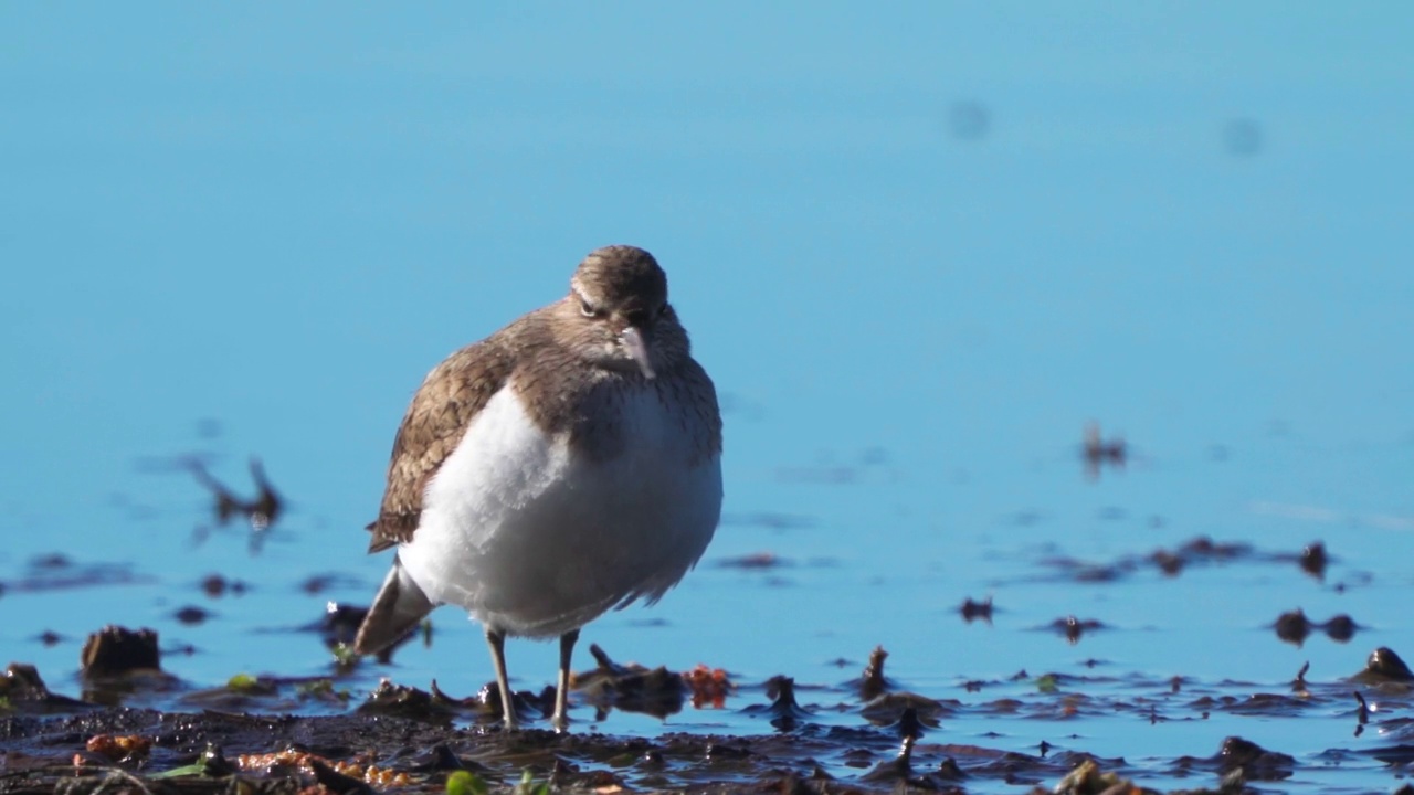 鸟类——普通鹬(Actitis hypoleucos)在一个阳光明媚的春天早晨穿过沼泽，寻找幼虫并吃掉它们。视频素材