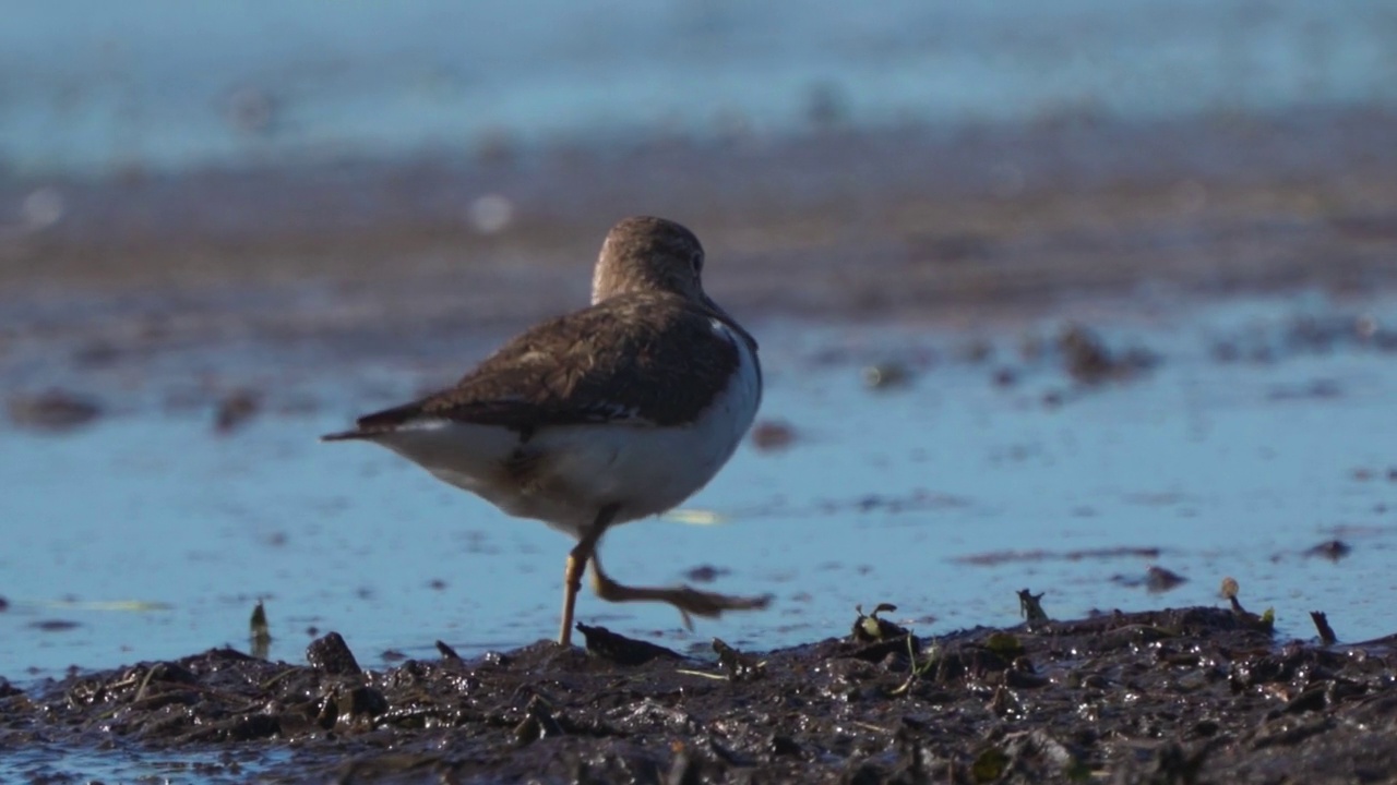 鸟类——普通鹬(Actitis hypoleucos)在一个阳光明媚的春天早晨穿过沼泽，寻找幼虫并吃掉它们。视频素材