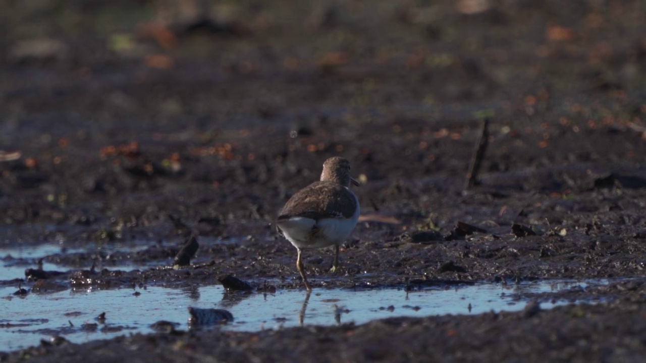 鸟类——普通鹬(Actitis hypoleucos)在一个阳光明媚的春天早晨穿过沼泽，寻找幼虫并吃掉它们。视频素材