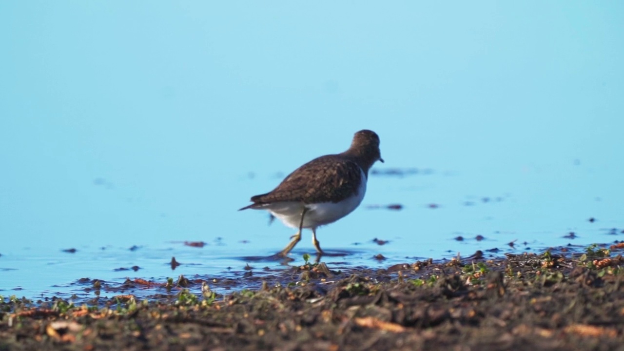 鸟类——普通鹬(Actitis hypoleucos)在一个阳光明媚的春天早晨穿过沼泽，寻找幼虫并吃掉它们。视频素材