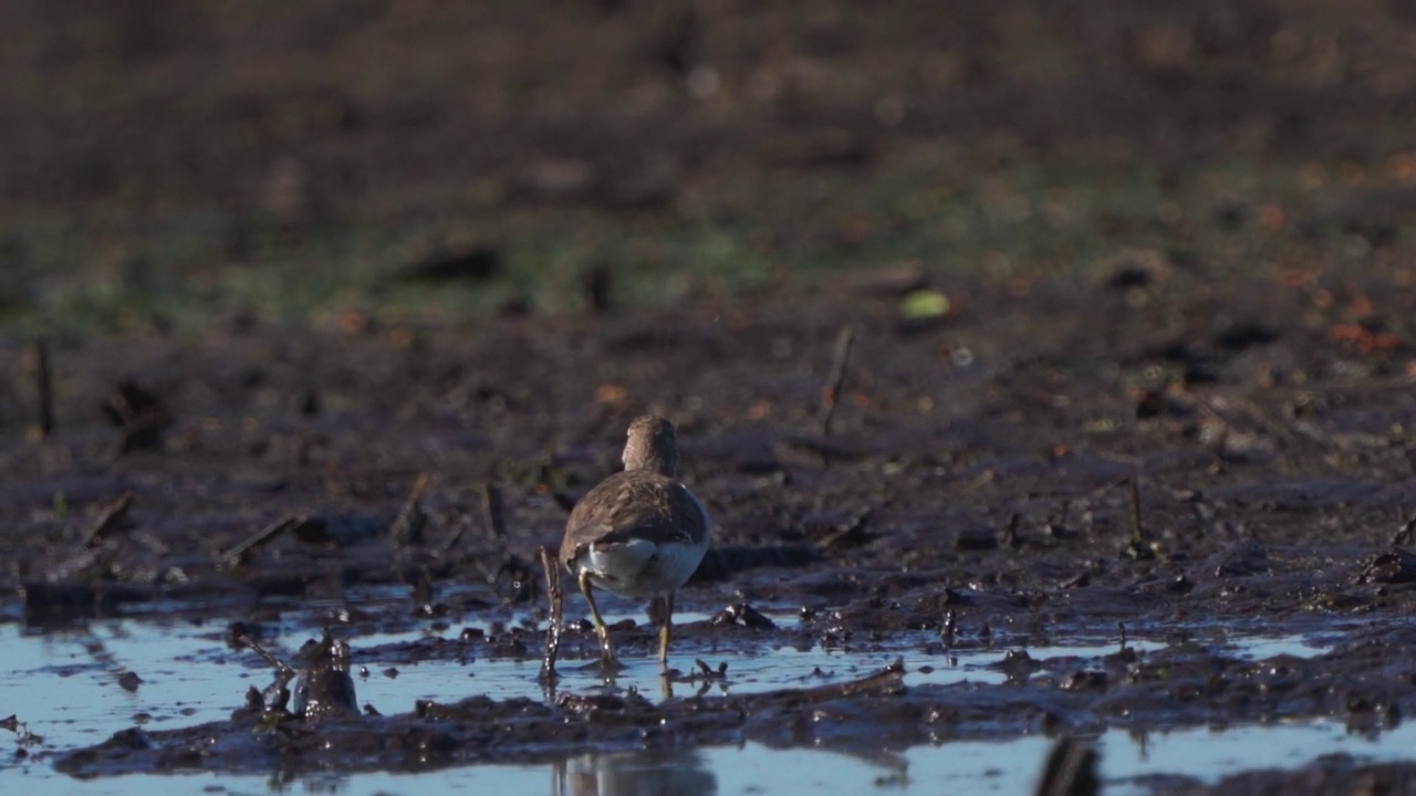 鸟类——普通鹬(Actitis hypoleucos)在一个阳光明媚的春天早晨穿过沼泽，寻找幼虫并吃掉它们。视频素材