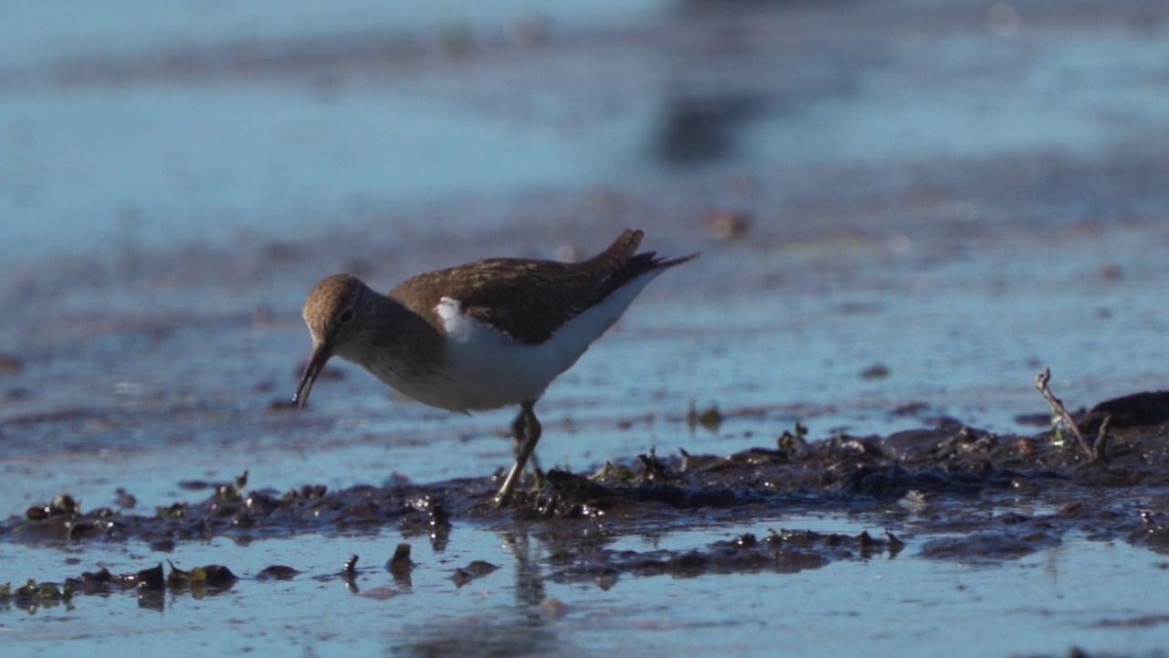 鸟类——普通鹬(Actitis hypoleucos)在一个阳光明媚的春天早晨穿过沼泽，寻找幼虫并吃掉它们。视频素材