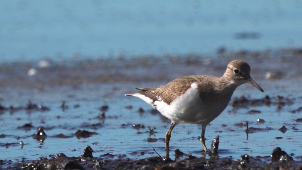 鸟类——普通鹬(Actitis hypoleucos)在一个阳光明媚的春天早晨穿过沼泽，寻找幼虫并吃掉它们。视频素材