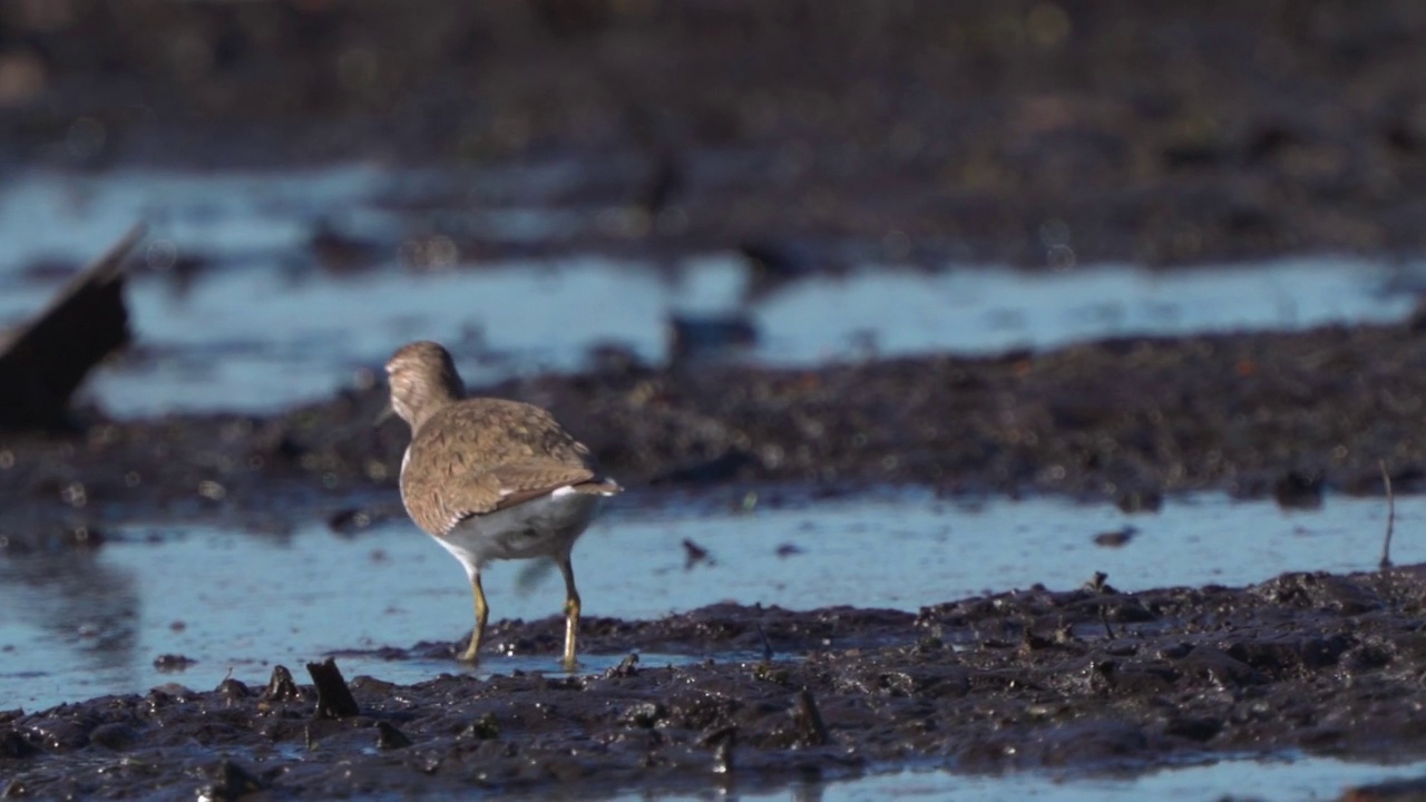 鸟类——普通鹬(Actitis hypoleucos)在一个阳光明媚的春天早晨穿过沼泽，寻找幼虫并吃掉它们。视频素材