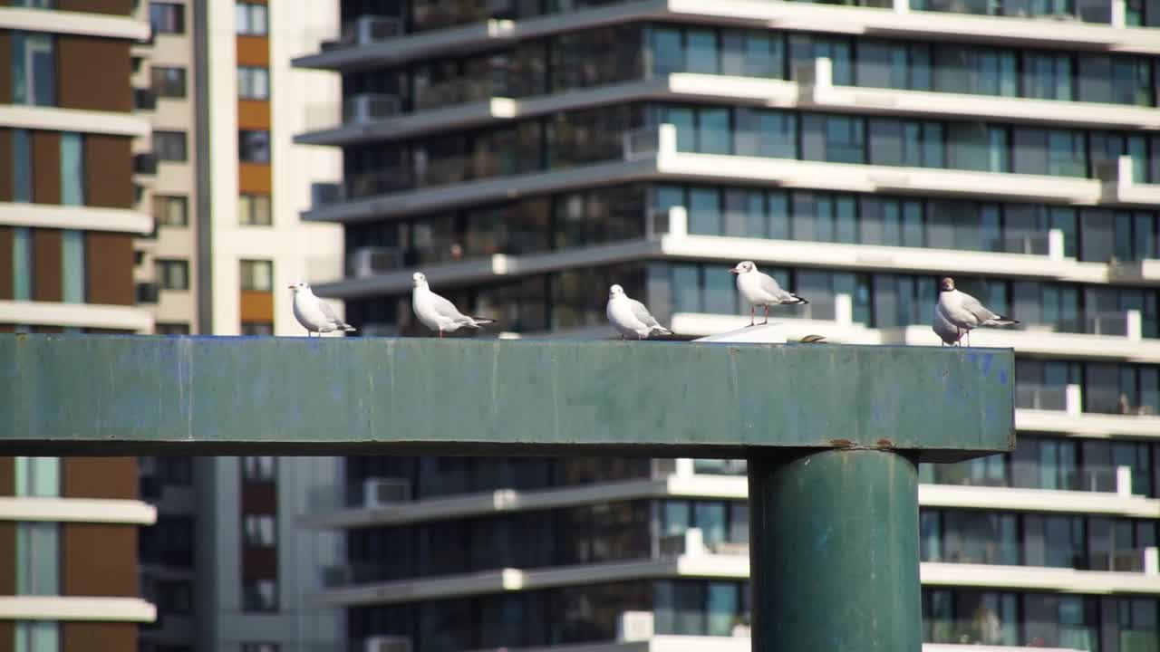 海鸥视频下载