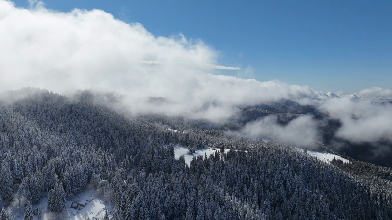 高空超摄图显示在刚被雪覆盖的松树林上方移动的云视频素材