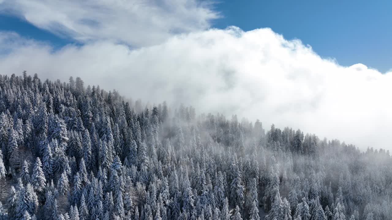 鸟瞰刚被雪覆盖的松树林视频素材