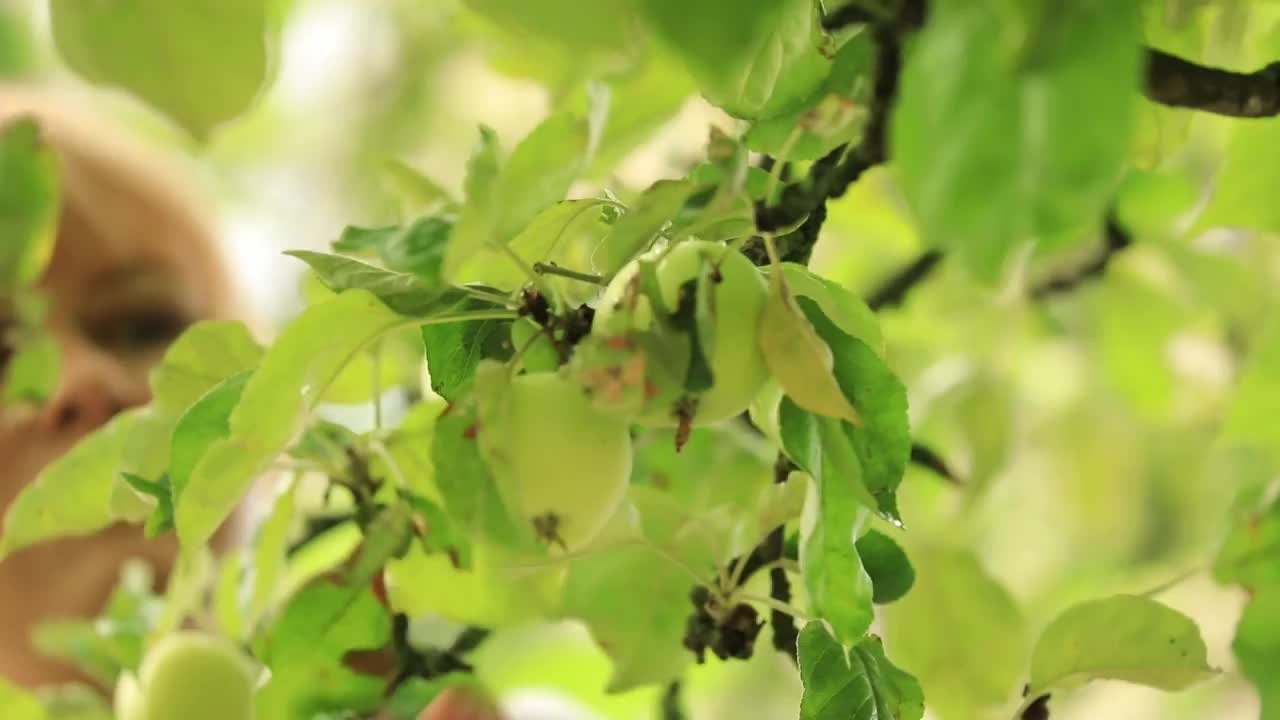 苹果收获。从树上摘青苹果的女人的手视频素材