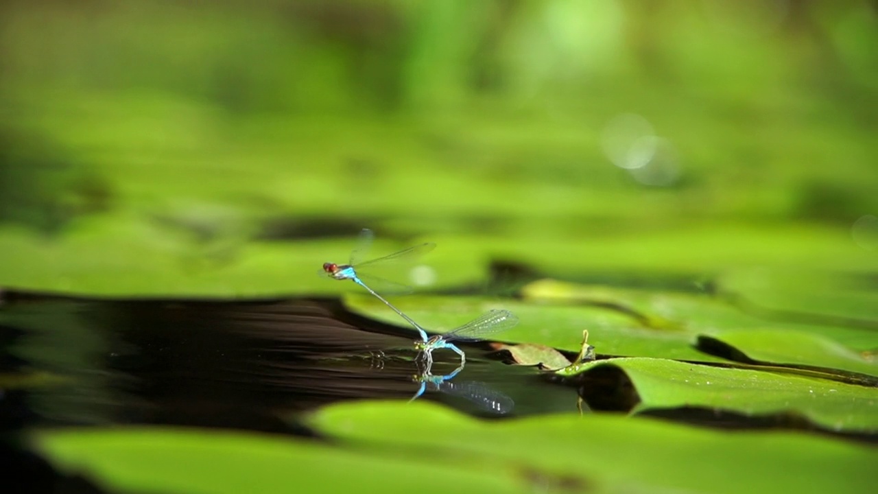 两只蜻蜓在河的水面上视频素材