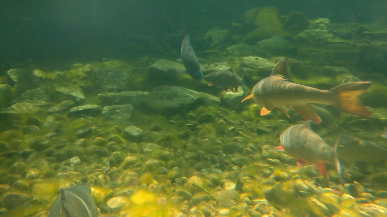 鱼在湖底慢慢地游着。水下摄影。水生生物和水下世界视频素材