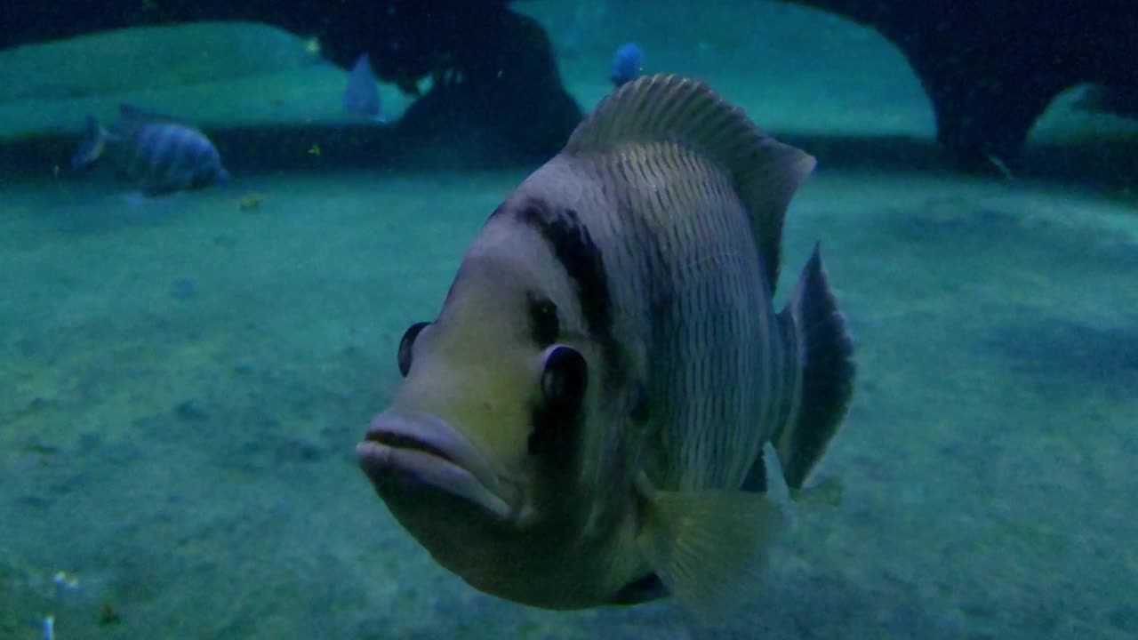 在海底或海洋上漂浮的鱼的特写。海洋世界的水下摄影视频素材