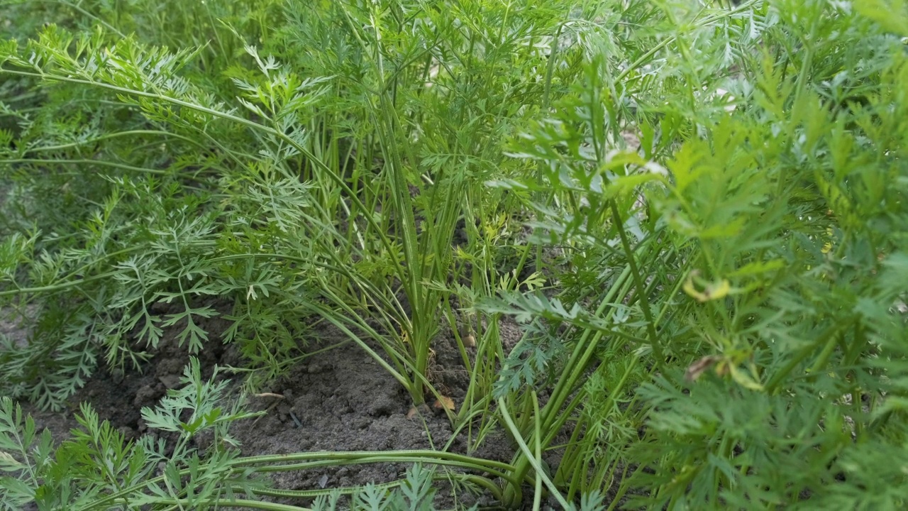 菜园里种植着准备收割的胡萝卜的花园床。农业或园艺概念视频素材