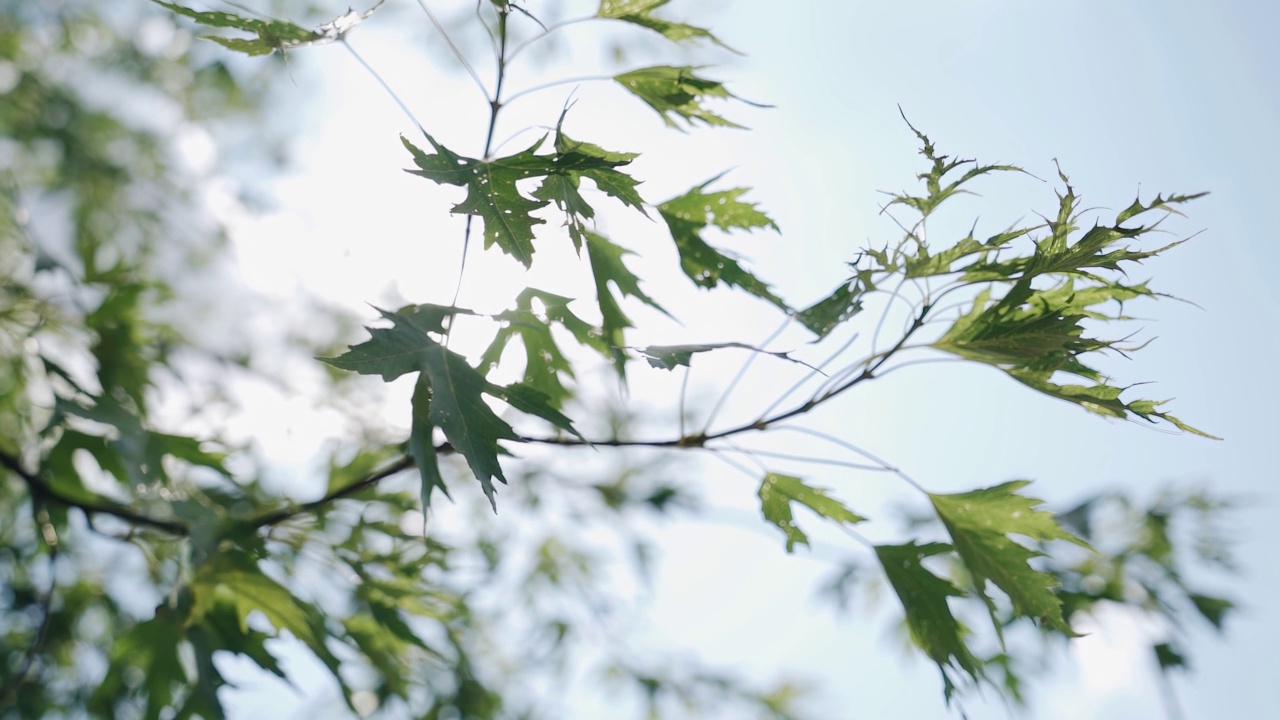 凉爽的阳光照射在树枝上，随风而动。非常愉快的自然视频素材