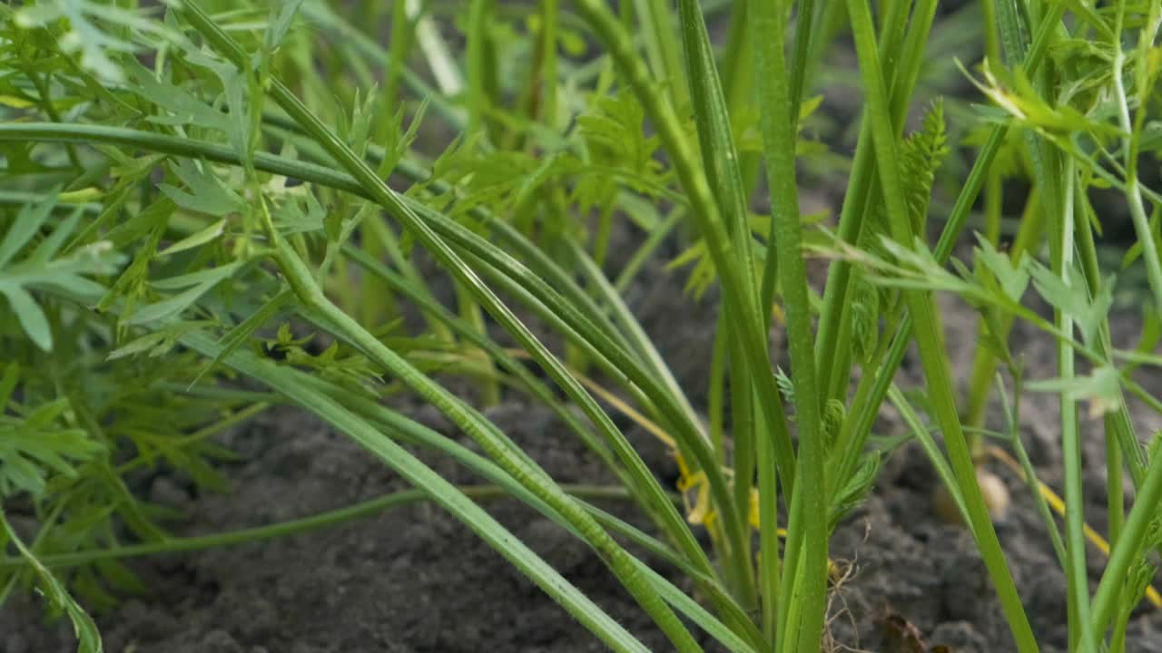 近距离的胡萝卜生长在菜园的床上准备收获的蔬菜。农业或园艺概念视频素材