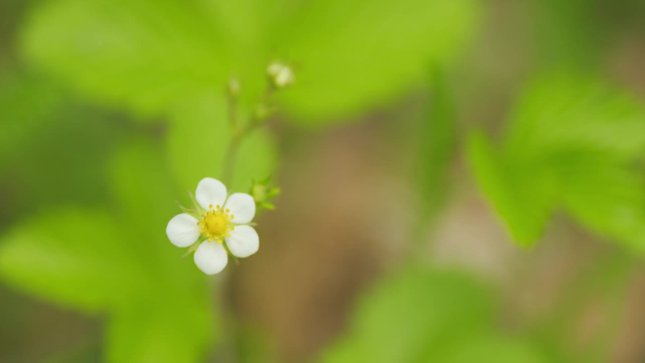 草莓在地面潮湿的森林中开花。盛开的草莓植物花朵生长在森林里。有选择性的重点。视频素材