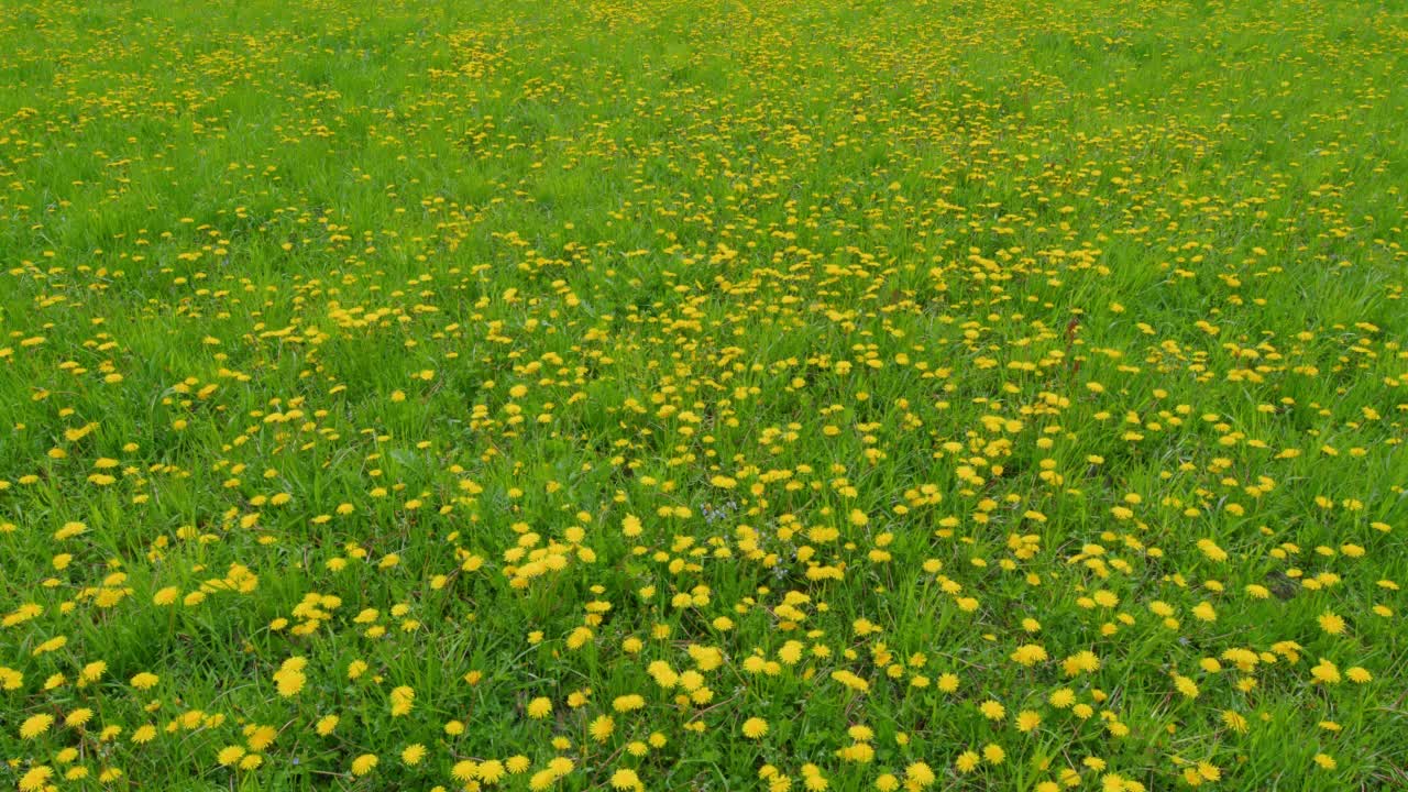 蒲公英officinale。春天，鲜艳的黄色蒲公英花在绿草的映衬下随风摇曳。广角镜头。视频素材