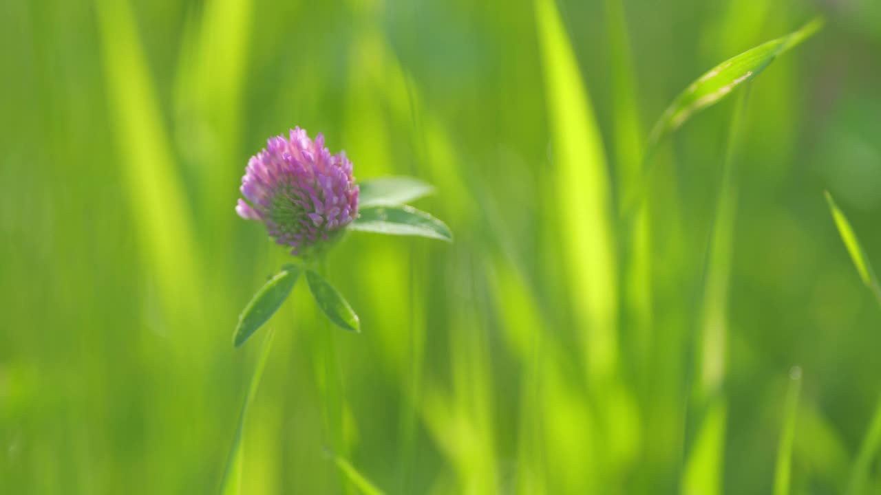 美丽的粉红紫白三叶草花盛开在草地上。早春时节，粉红色的三叶草花点缀着草地的细节。三叶草pratense。散景。视频素材