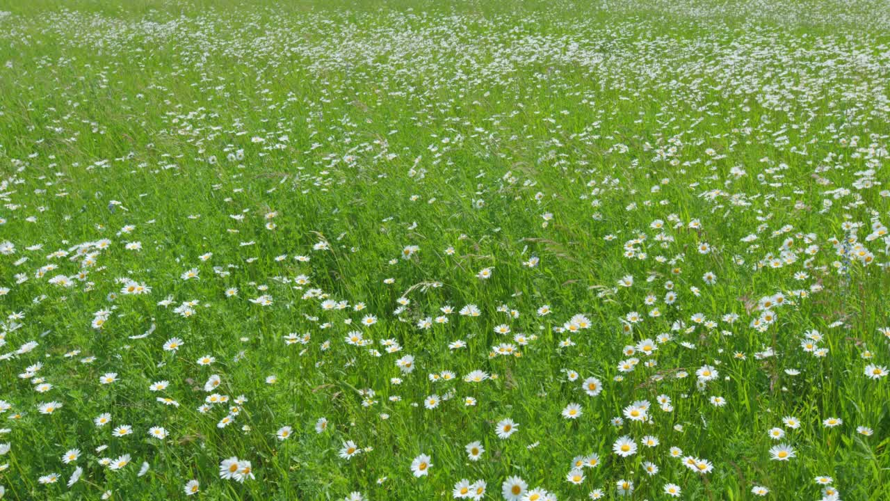 黛西在田野里随风摇摆。自然美的概念。菊花草甸。广角镜头。视频素材