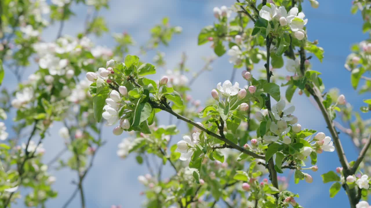 春天苹果树上的苹果花在花园里绽放。春天大自然。视频素材