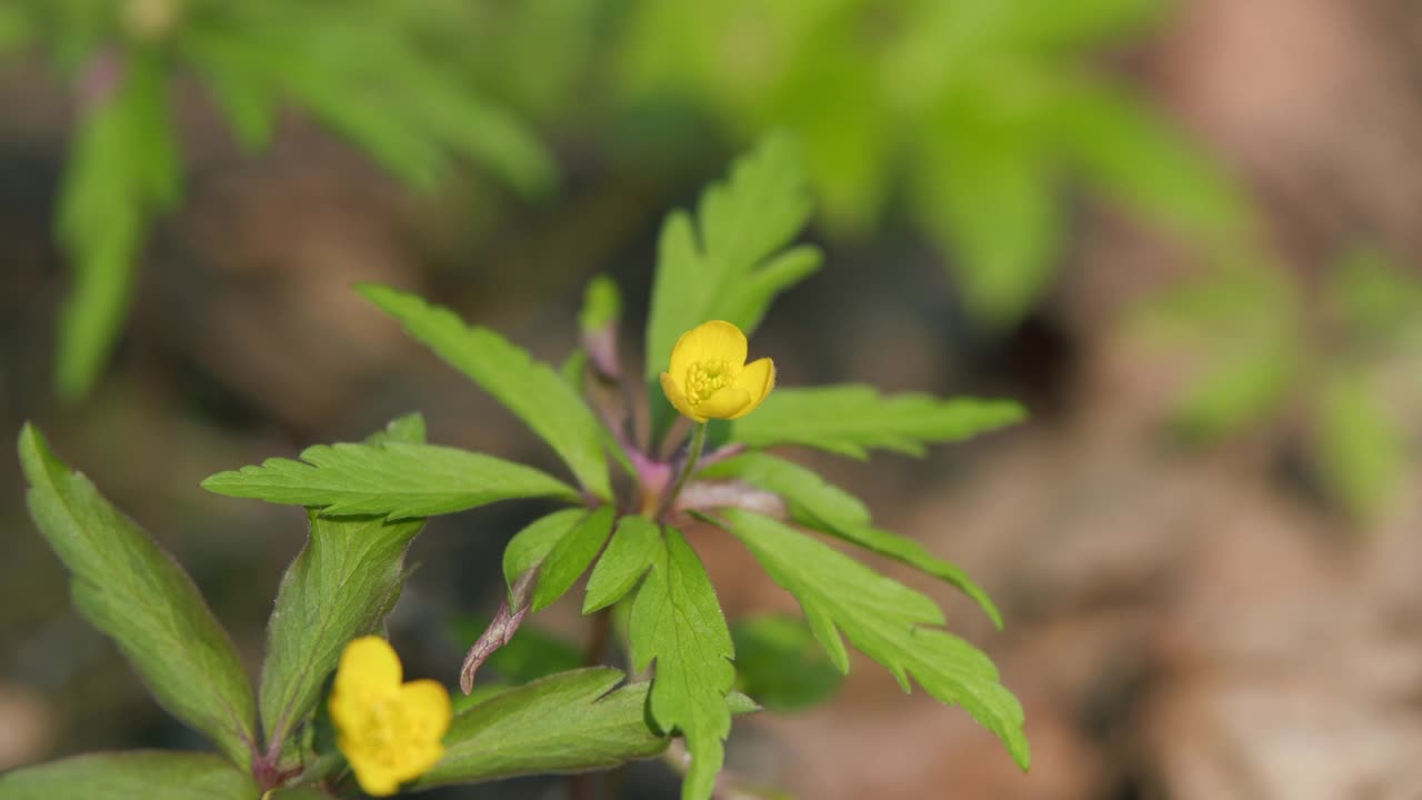 金凤花在落叶林中绽放。多年生草本植物的种。视频素材