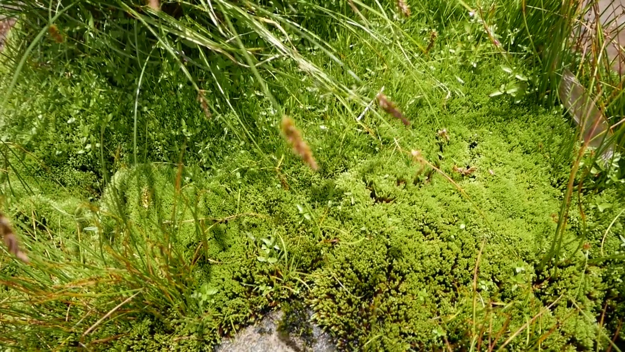 Murodo海拔2500米，这是立山Kurobe高山路线的最高点。你可以去很多地方散步，比如三栗阁。视频素材