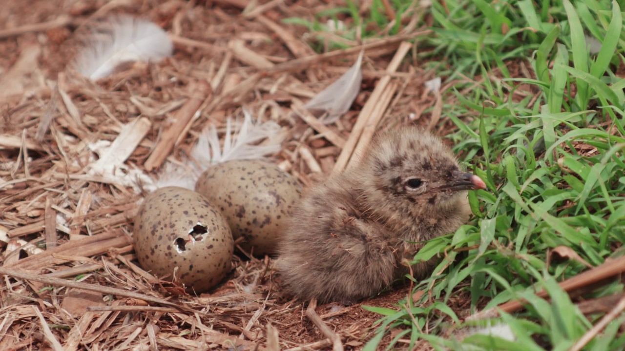 DMZ(非军事区)-黑尾鸥的蛋(长尾Larus crassirostris)和幼黑尾鸥在龟岛/韩国视频素材