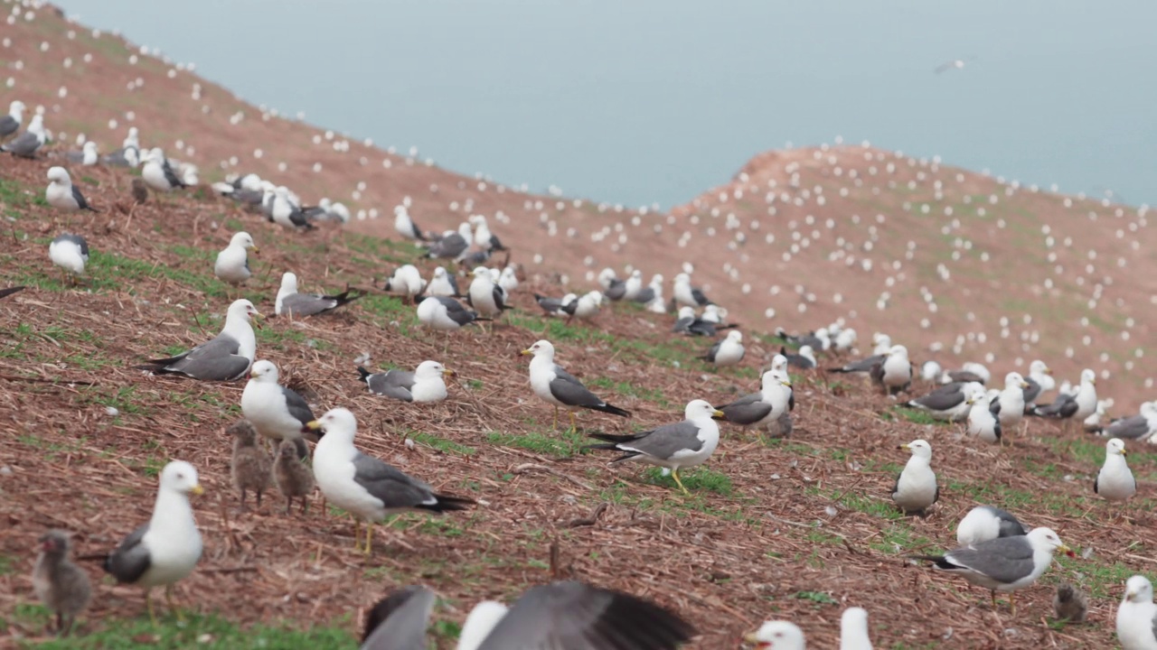 DMZ(非军事区)——黑尾鸥(Larus crassirostris)聚集在韩国龟岛视频素材