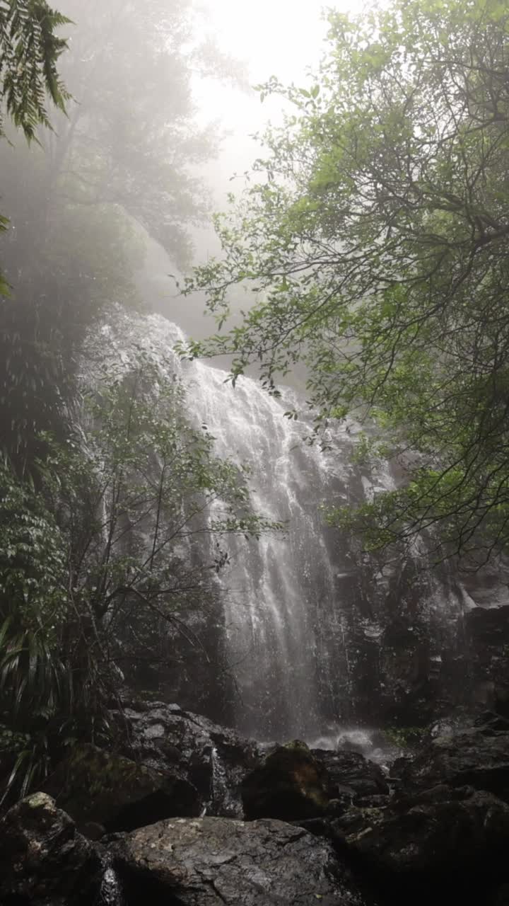 美丽的瀑布隐藏在僻静的澳大利亚雨林-垂直视频慢动作视频素材