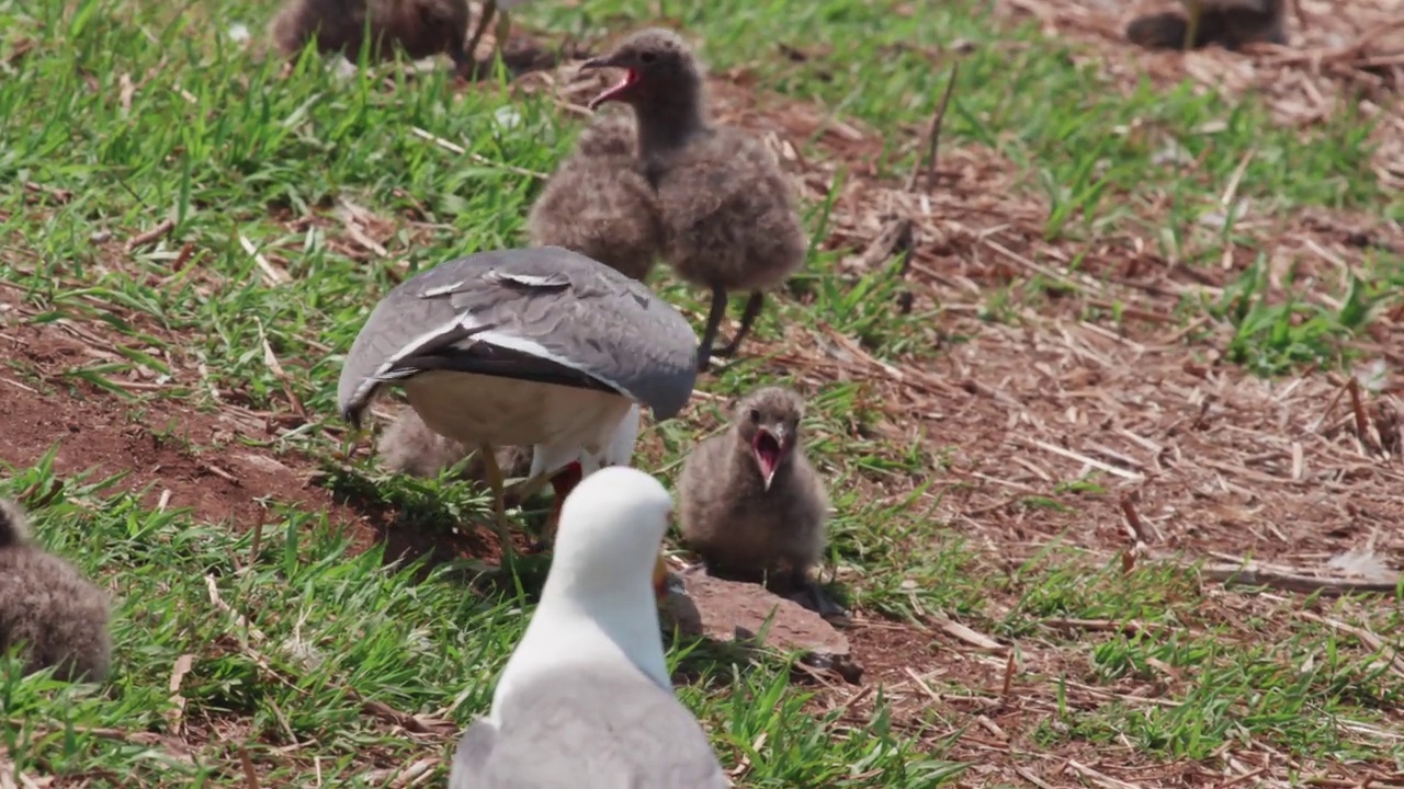 DMZ(非军事区)——在韩国龟岛，一群黑尾鸥(Larus crassirostris)正在互相攻击视频素材