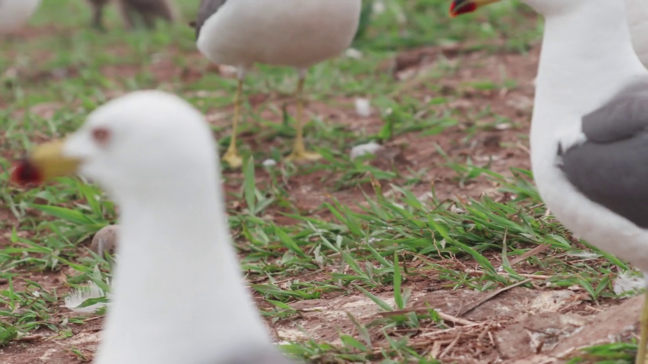 DMZ(非军事区)——韩国龟岛，黑尾鸥(Larus crassirostris)攻击黑尾鸥幼崽视频素材