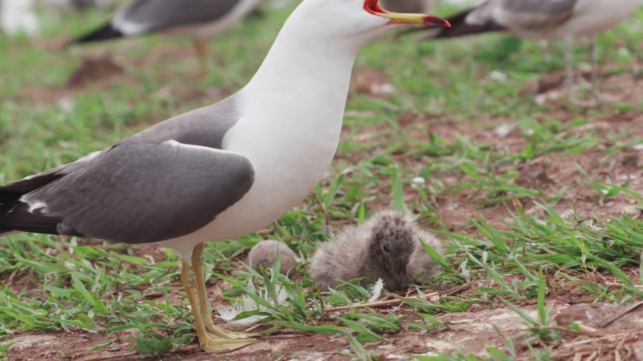 DMZ(非军事区)——韩国龟岛，黑尾鸥(Larus crassirostris)攻击黑尾鸥幼崽视频素材