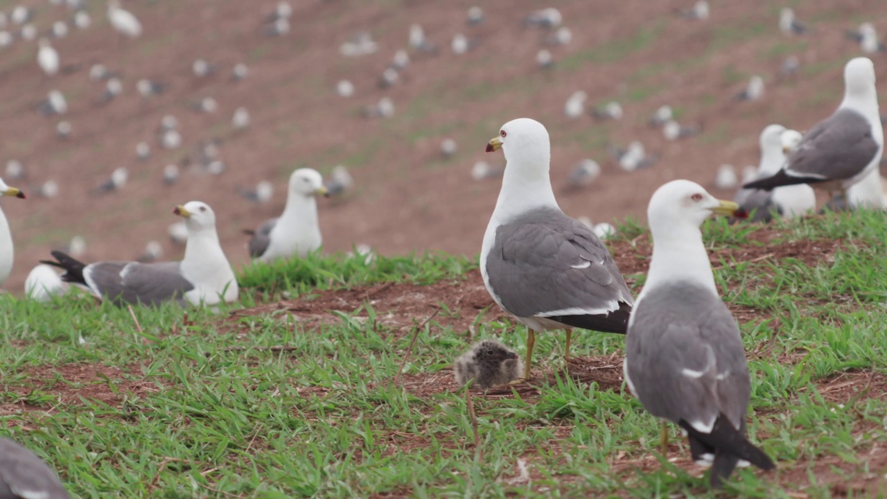 DMZ(非军事区)-在韩国龟岛，黑尾鸥(Larus crassirostris)宝宝躲在黑尾鸥妈妈的下面视频素材