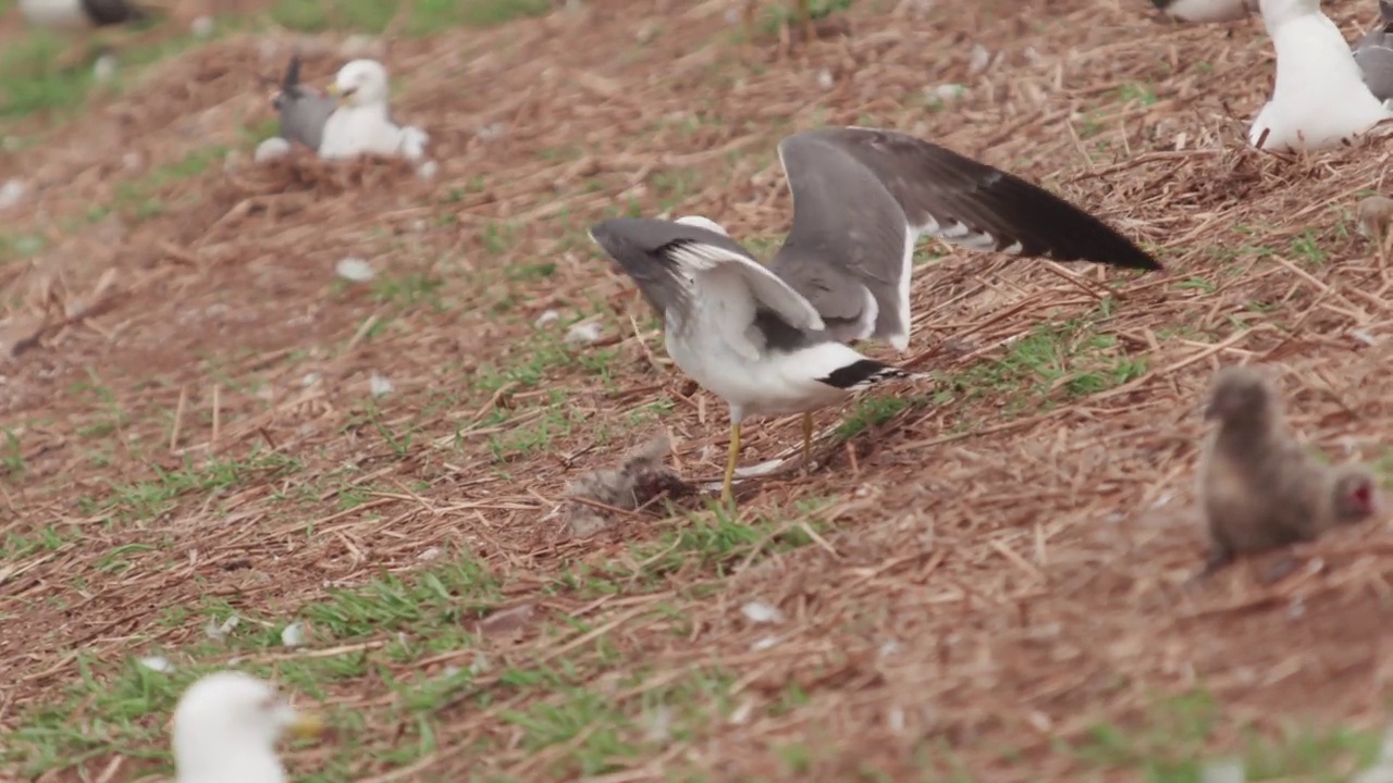 DMZ(非军事区)——韩国龟岛，黑尾鸥(Larus crassirostris)攻击黑尾鸥幼崽视频素材