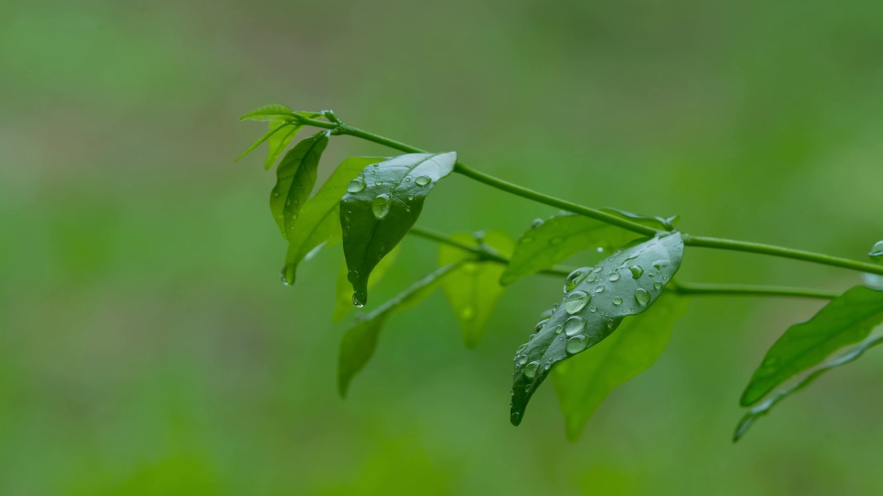 雨停后，雨滴落在绿叶上视频下载