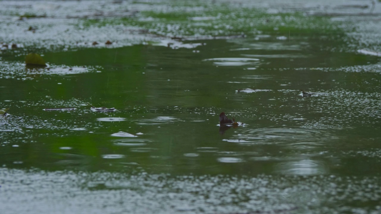 雨滴落在覆盖着藻类的水泥地板上。放松的概念。视频下载