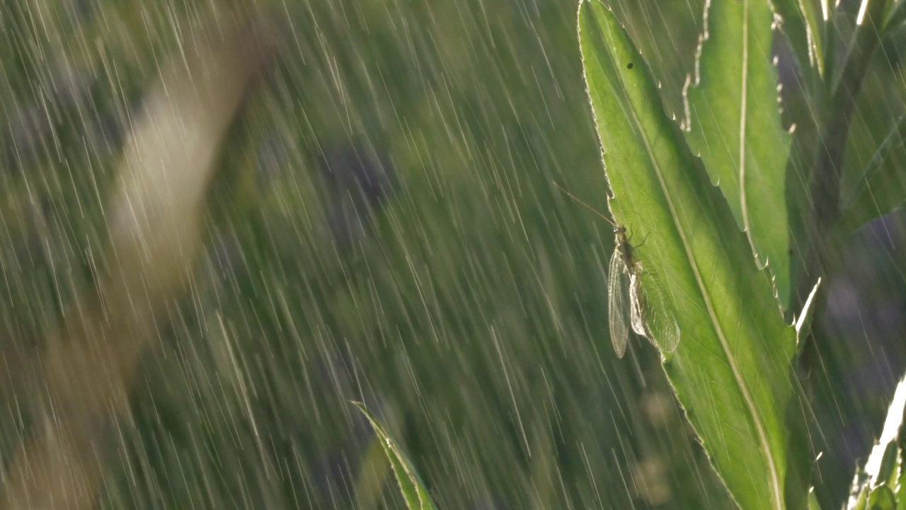一只长着长胡子的蚱蜢坐在稀疏的绿色草地上。有创造力。微距摄影，一个小铁匠坐在草地上，雨停了。视频素材