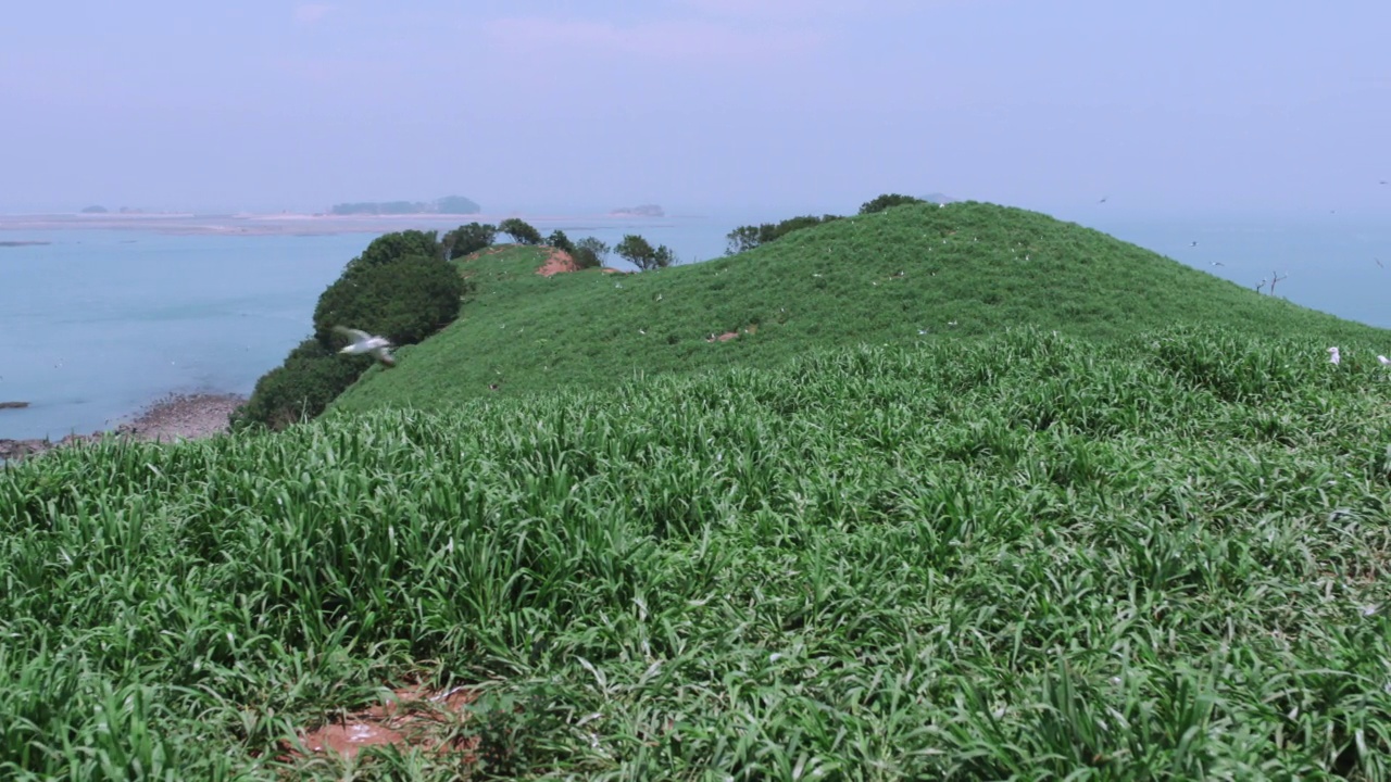 DMZ(非武装地带)——夏天，黑尾鸥(Larus crassirostris)成群飞过龟岛的风景/韩国视频素材