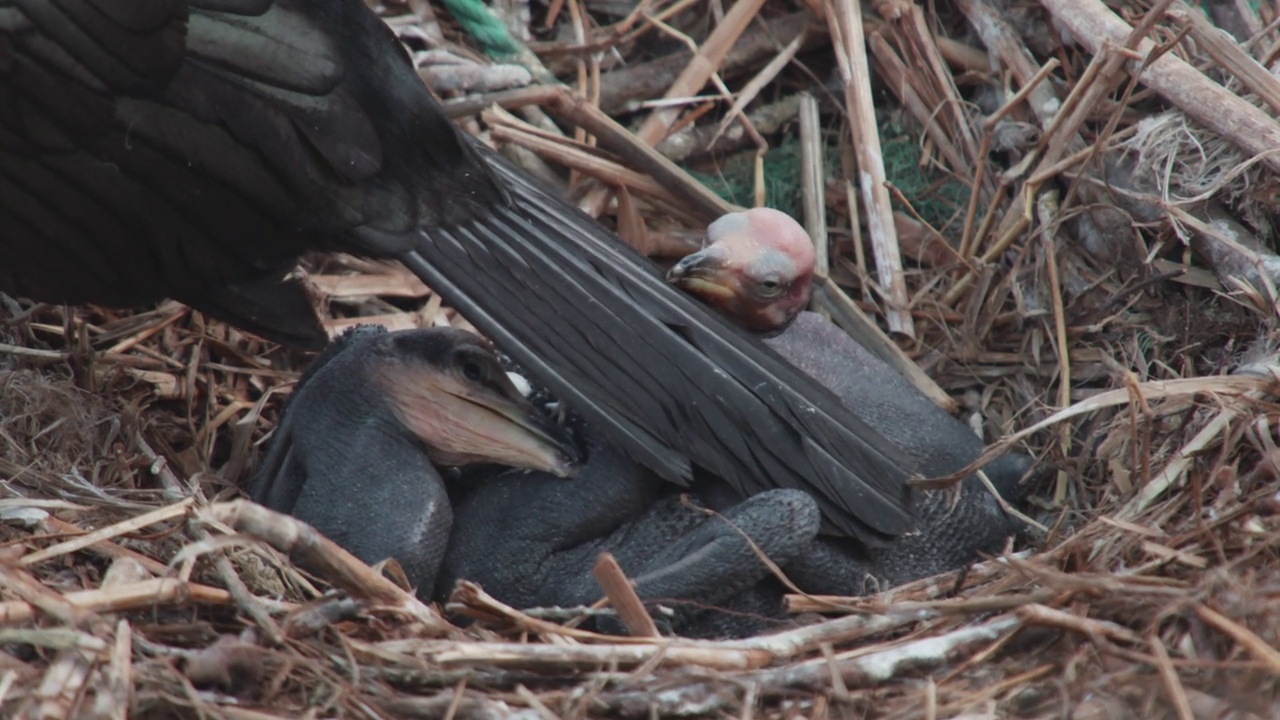 非军事区(非军事区)-一群小鸬鹚(Phalacrocoracidaes)在巢/韩国视频素材