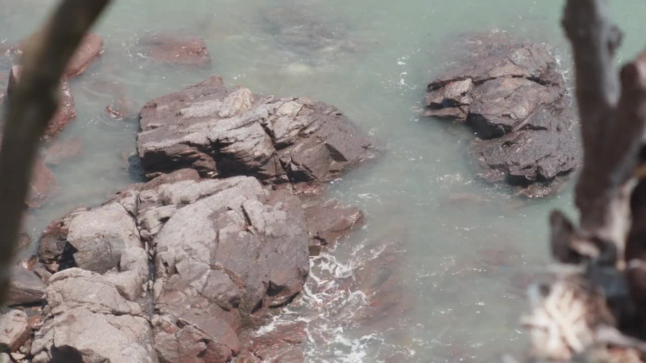 非军事区(非军事区)-群鸬鹚(phalacrocoracidae)坐在树前面的海/韩国视频素材