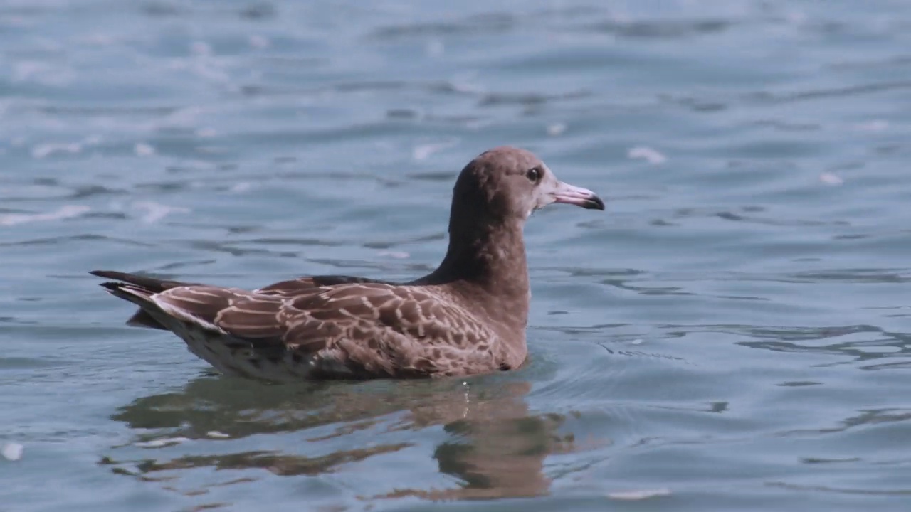 DMZ(非军事区)-漂浮在水面上的小黑尾鸥(Larus crassirostris) /韩国视频素材